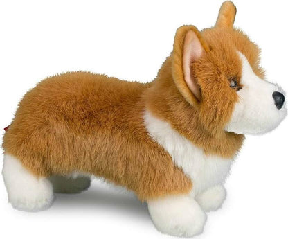 Douglas Louie Corgi