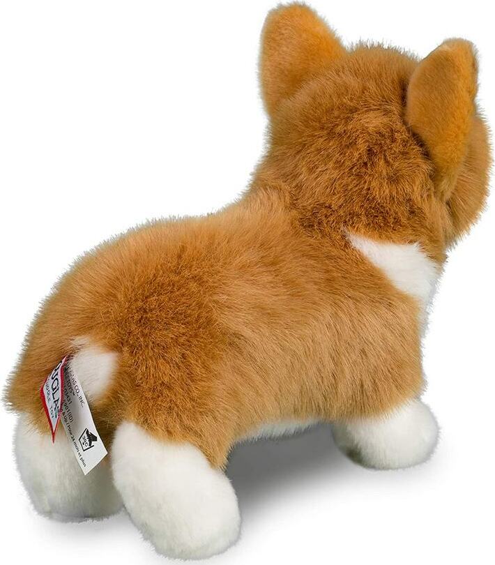 Douglas Louie Corgi