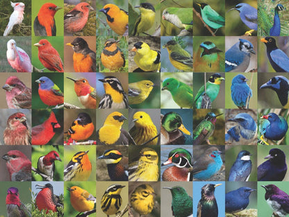 NY Puzzle Rainbow of Birds 1000pc