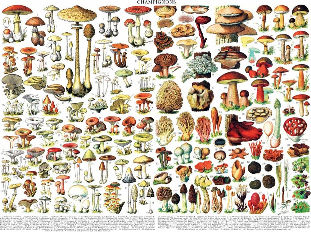 Mushrooms - Champignons