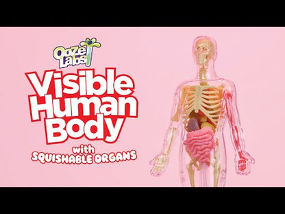Ooze Labs: Visible Human Body with Organs