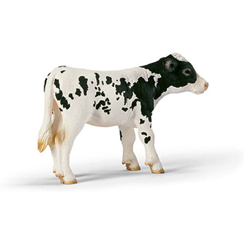 Holstein Calf