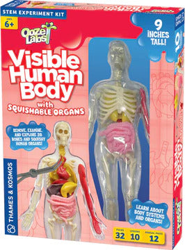 Ooze Labs: Visible Human Body with Organs