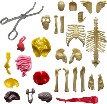 Ooze Labs: Visible Human Body with Organs