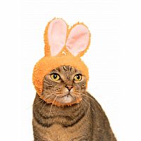 Clever Idiots' Cat Cap Rabbit Blind Box